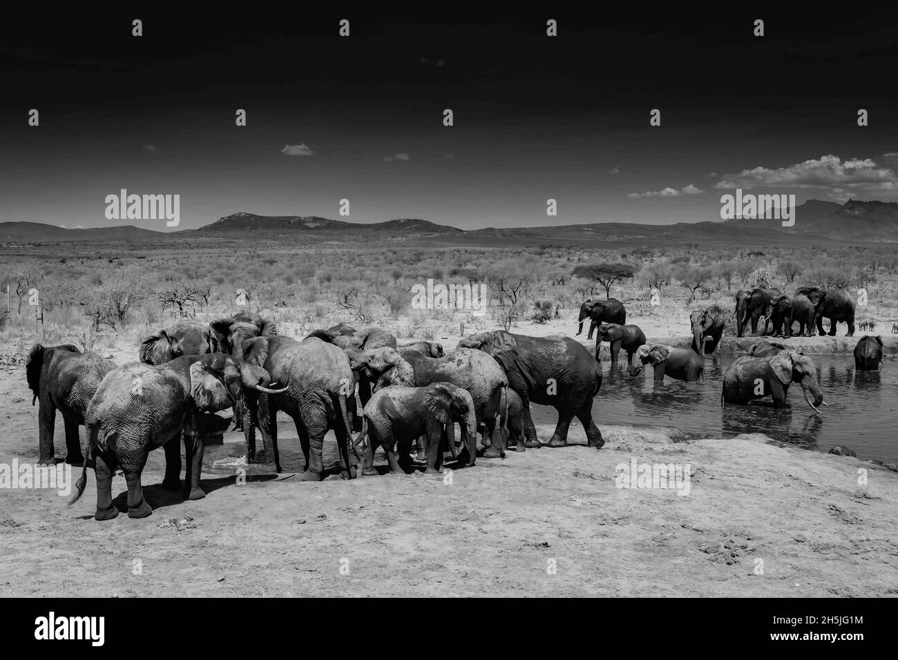 Elefantenherde am Wasserloch Tsavo Kenya Stockfoto