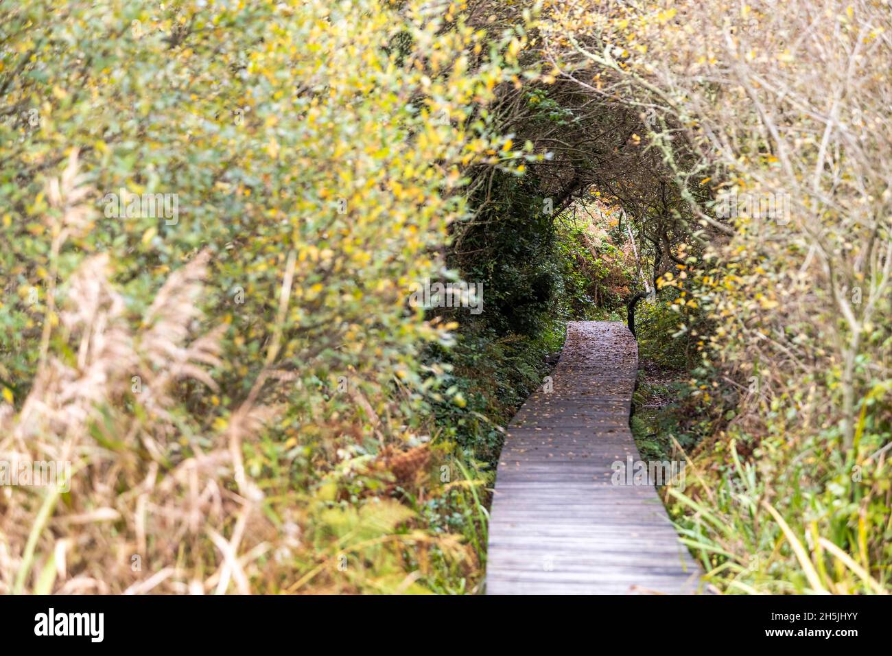 Eine Promenade zum Naturschutzgebiet in Marazion Marsh, Cornwall. VEREINIGTES KÖNIGREICH. Stockfoto