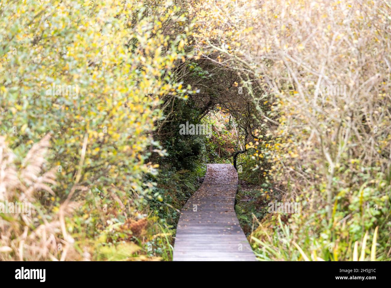 Eine Promenade zum Naturschutzgebiet in Marazion Marsh, Cornwall. VEREINIGTES KÖNIGREICH. Stockfoto
