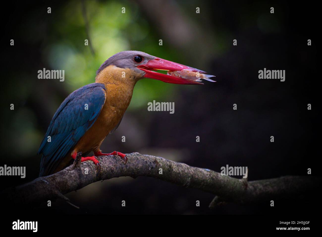 Kingfisher of Thailand Kollektion Stockfoto