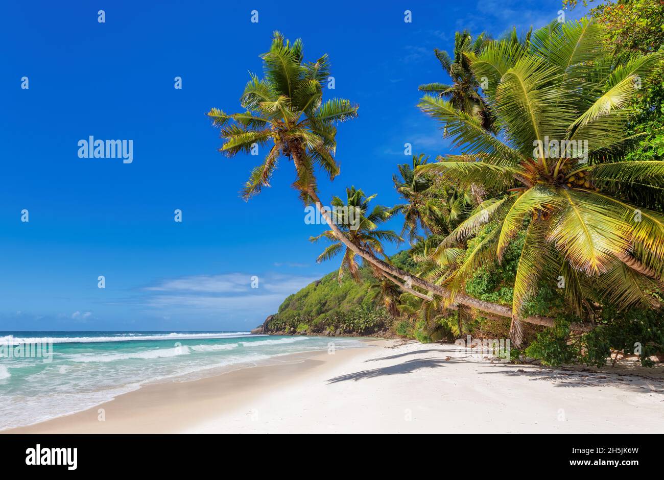 Tropischer weißer Sandstrand mit Kokopalmen und türkisfarbenem Meer auf der Karibikinsel. Stockfoto