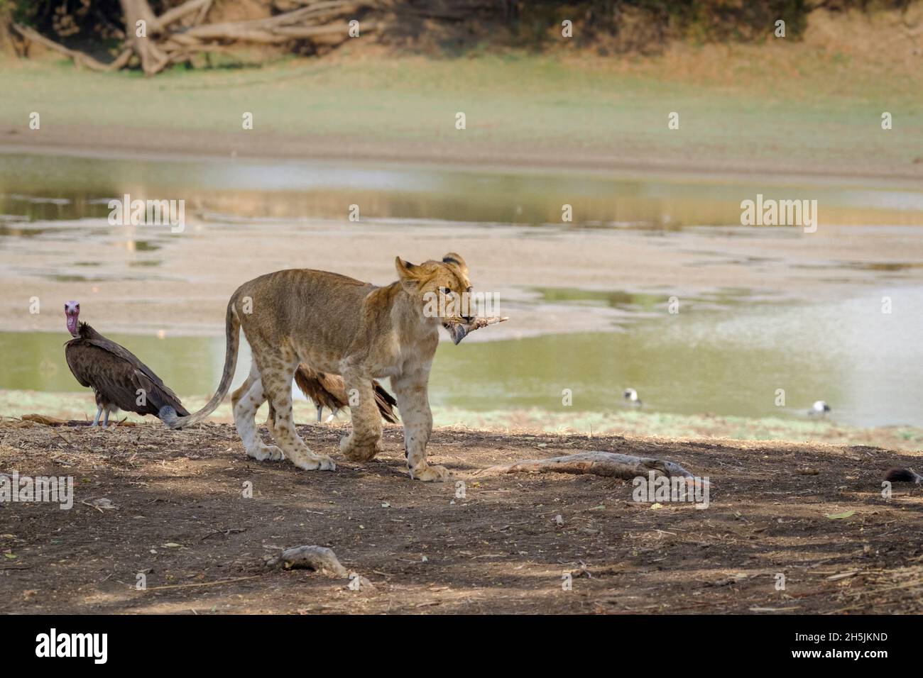 Das Löwenjunge hat einen Knochen im Mund. (Panthera leo) South Luangwa National Park, Sambia Stockfoto