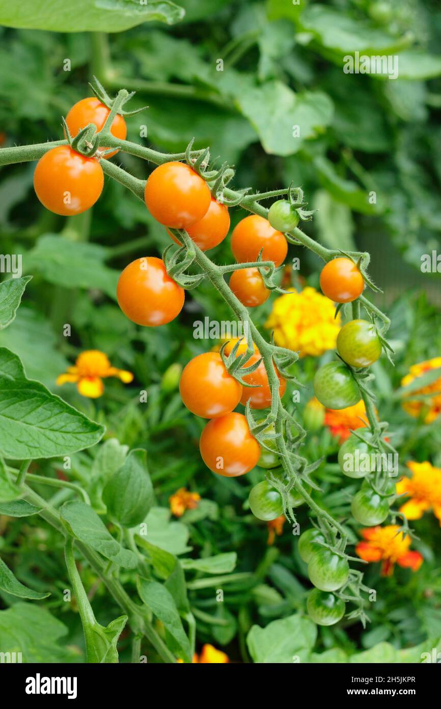 Sungold Tomaten. Solanum lycopersicum Sungold F1 Kirschtomaten wachsen auf der Rebe in einem Gewächshaus mit Ringelblume Begleiter Pflanzen.. VEREINIGTES KÖNIGREICH Stockfoto