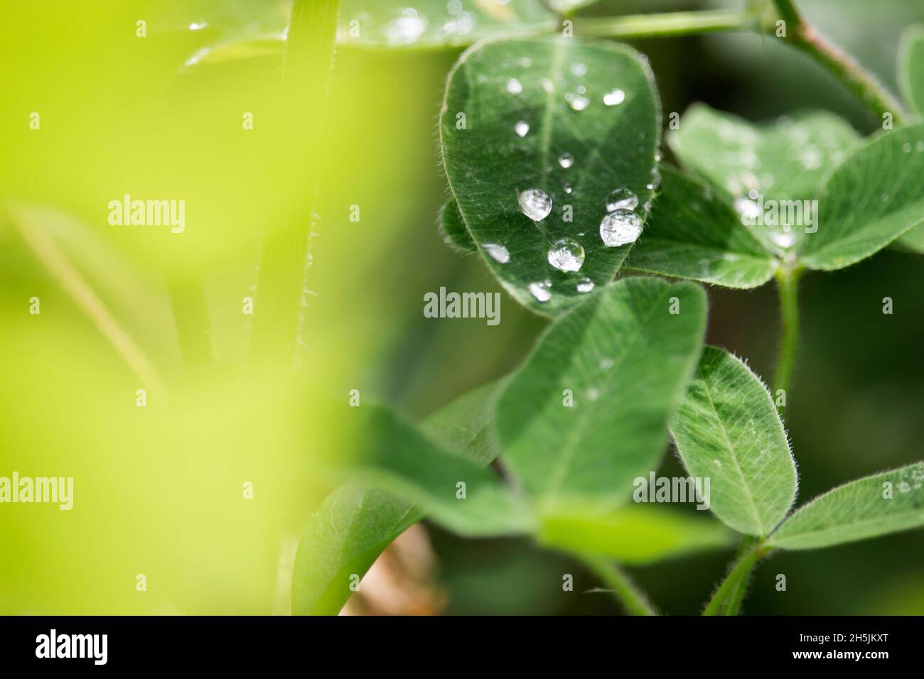 Regentropfen auf Klee Stockfoto