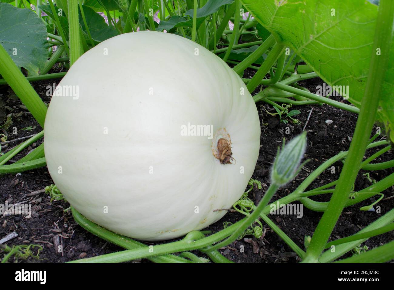 Kürbis 'Eisbär' - großer weißer Kürbis (Cucurbita maxima) in einem UK-Gemüseaufnäher. VEREINIGTES KÖNIGREICH Stockfoto