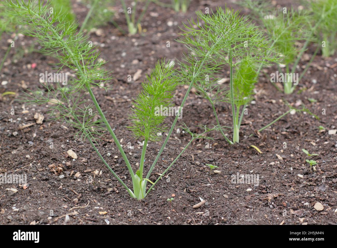 Fenchel Florence Chiarino. Bulb Fenchel Setzlinge wachsen in einem britischen Gemüse Grundstück Stockfoto