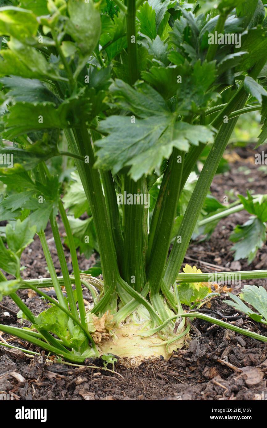 Celeraic 'Monarch'-Pflanzen mit Krone ausgesetzt, um die Wurzelentwicklung zu unterstützen. Apium graveolens var. rapaceum. VEREINIGTES KÖNIGREICH Stockfoto