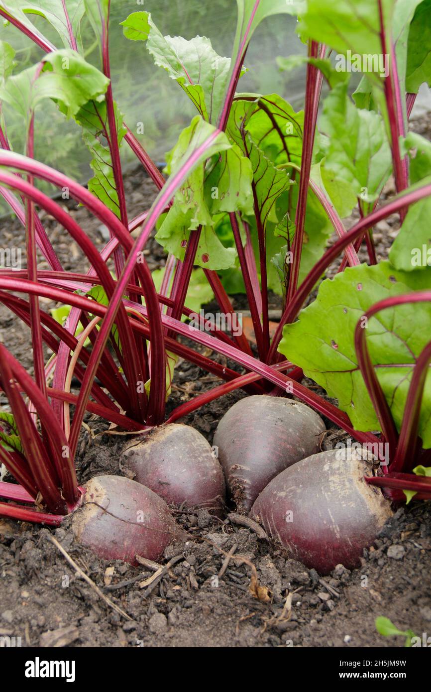 Rote Bete. Beta vulgaris 'Bettollo' F1 Rote Beete bereit für die Ernte. VEREINIGTES KÖNIGREICH Stockfoto
