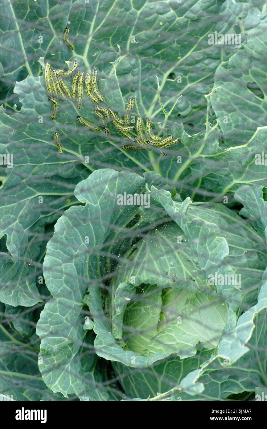 Pieris brassicae larva. Gefräßige große weiße Schmetterlingslarve, die sich nach falschem Schutznetz von Kohlpflanzen ernährt. VEREINIGTES KÖNIGREICH Stockfoto