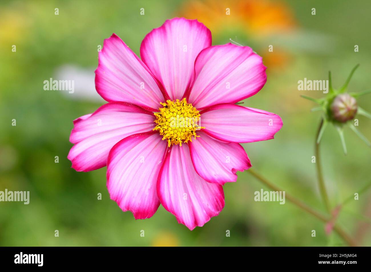 Cosmos bipinnatus. Cosmos 'Candy Stripe' - weiße Blütenblätter mit rosa eingespritzt. VEREINIGTES KÖNIGREICH Stockfoto