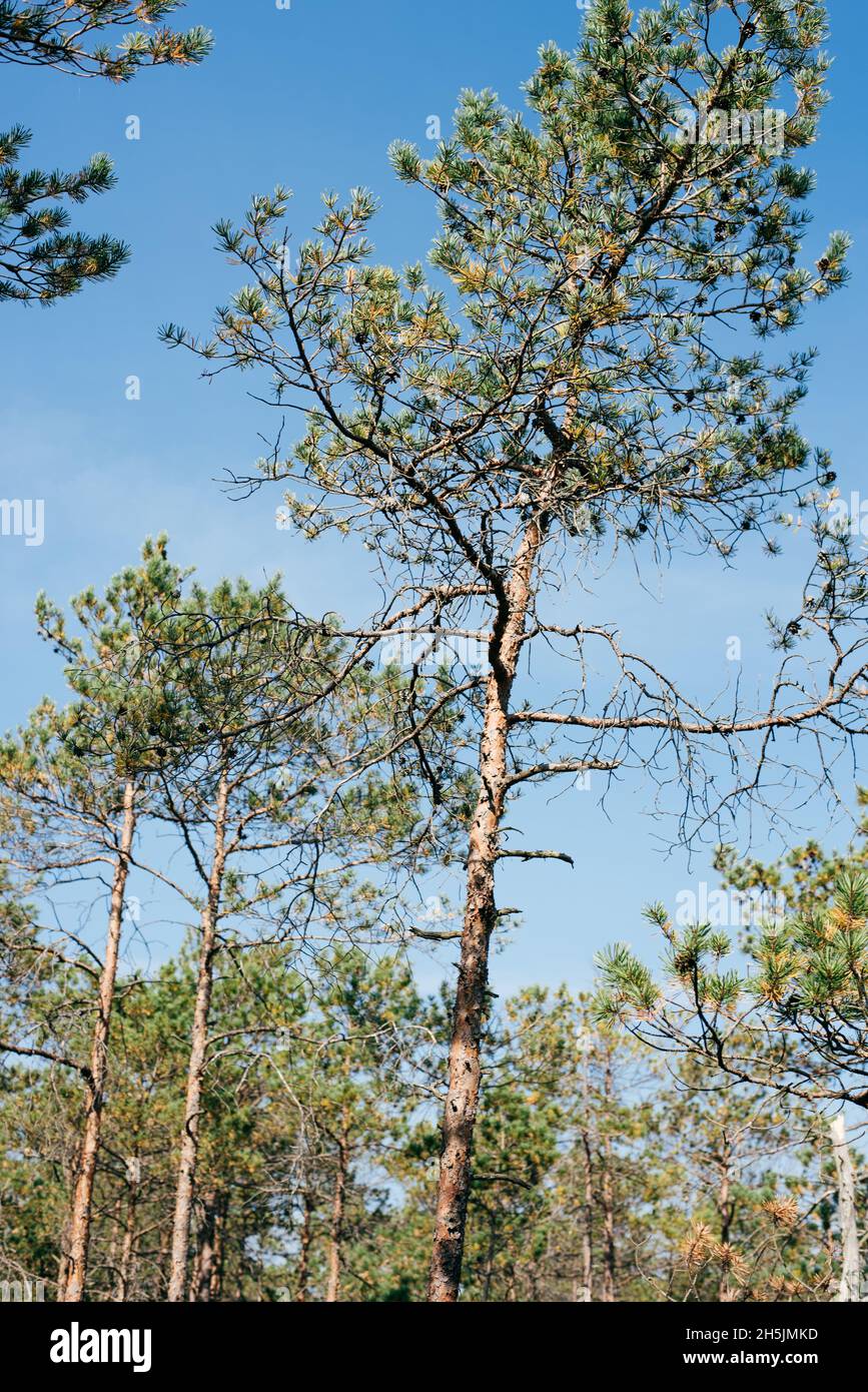 Kiefer mit trockener Rinde im Wald Stockfoto