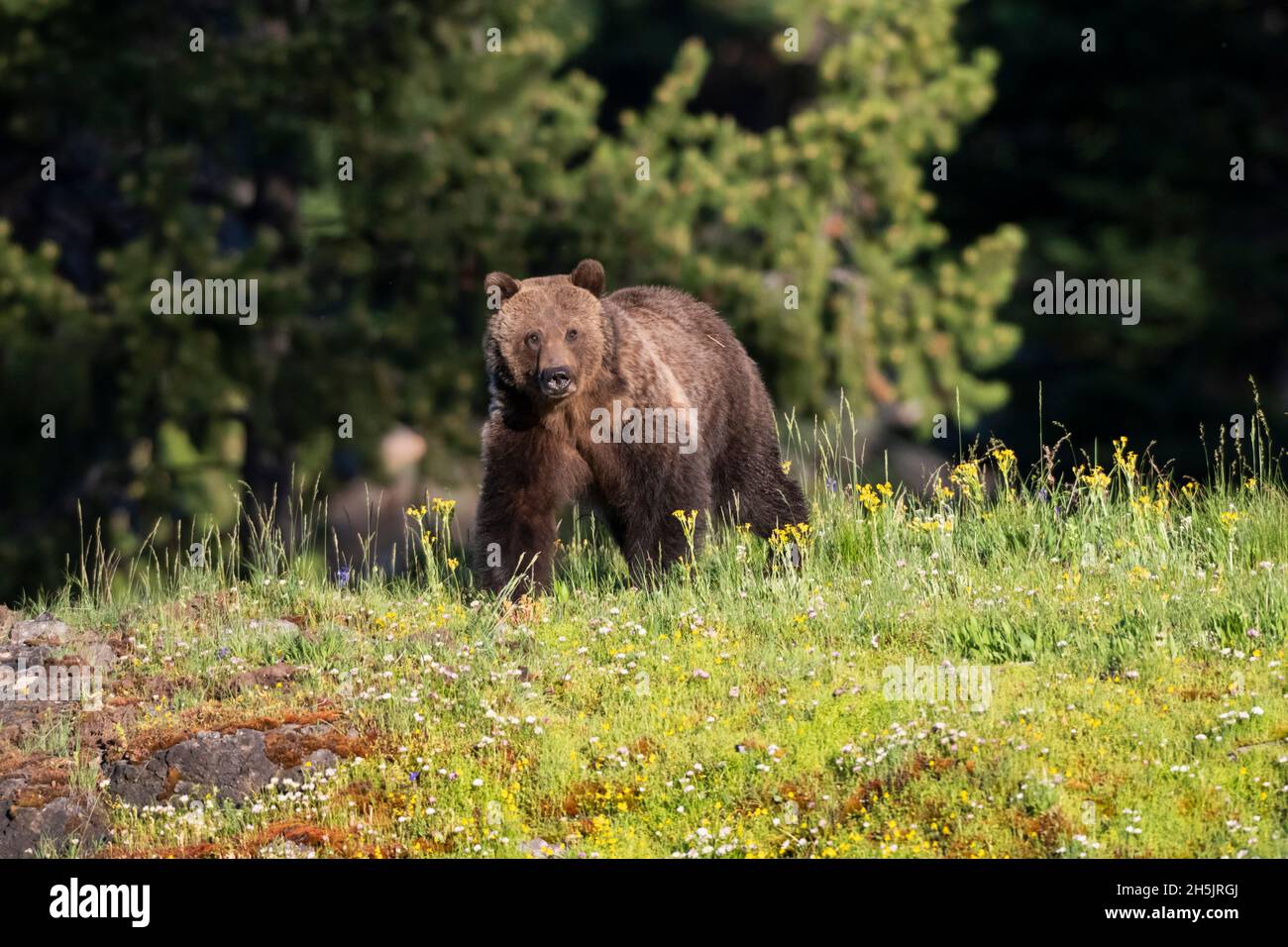 Grizzly Bear (Ursus arctos) auf einer blühenden Wiese kurz nach Sonnenaufgang. Yellowstone-Nationalpark, Wyoming, USA. Stockfoto