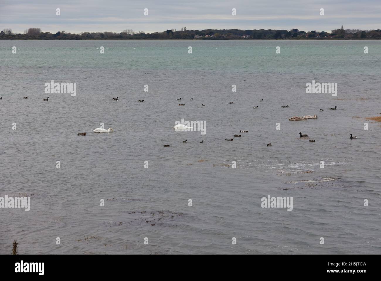 Schar von Wasservögeln im Pagham Harbour Nature Reserve gesehen. Stockfoto