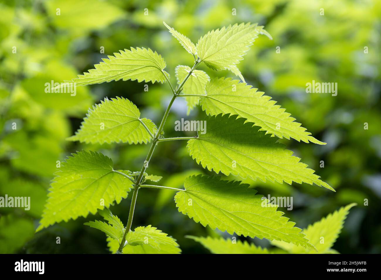 Brennnessel-Pflanze Stockfoto