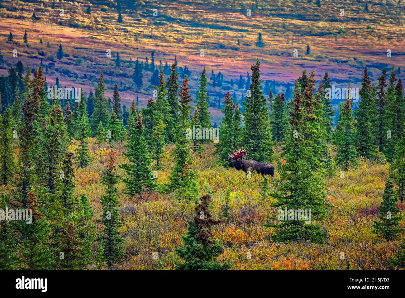 Bull Moose (Alces alces) in einem borealen Wald mit herbstfarbener Tundra auf dem Hügel im Hintergrund, Denali Nationalpark und Preserve, Inter... Stockfoto