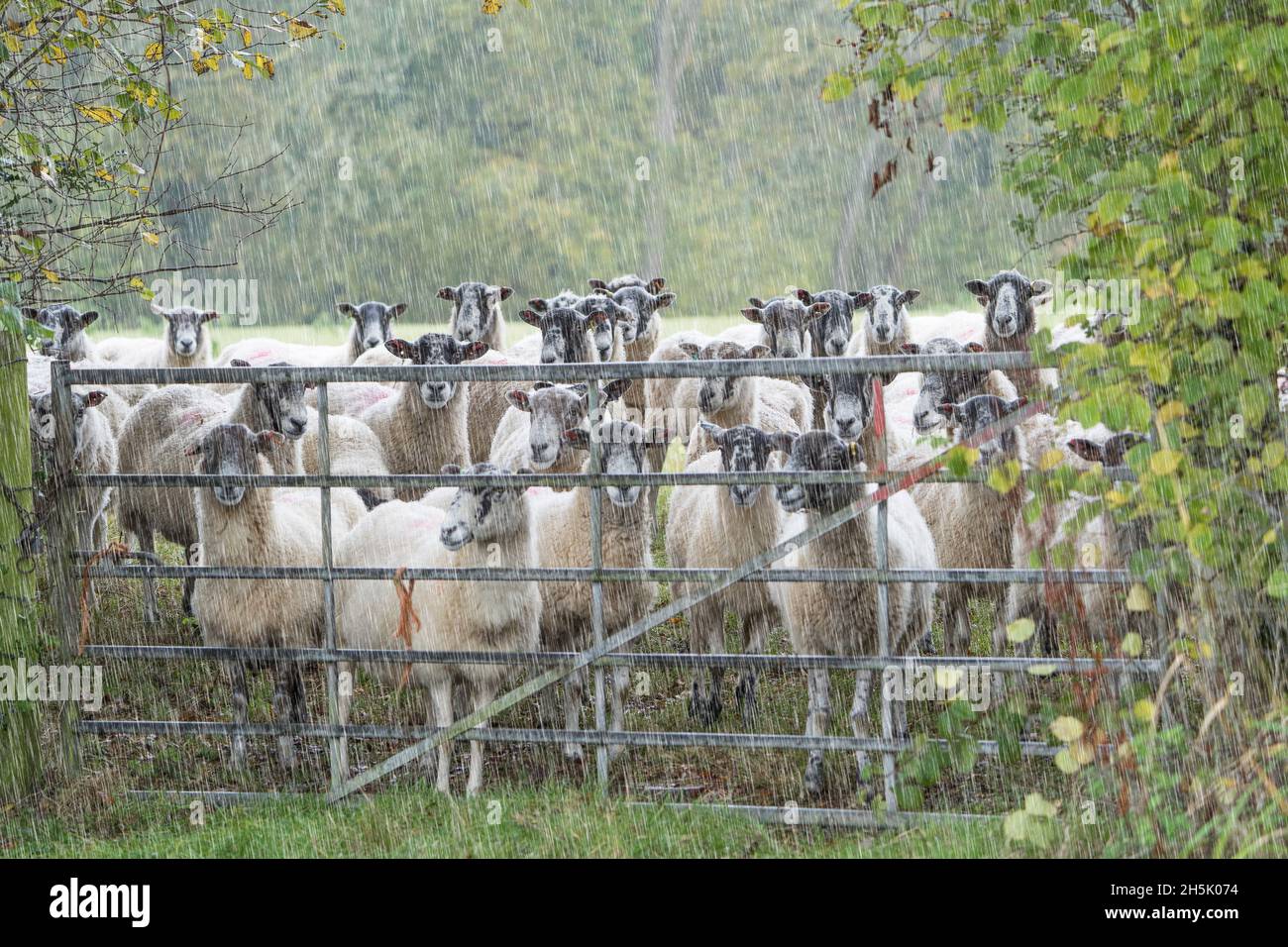 Eine Schar feuchter, britischer Schafe wartet draußen zusammen im strömenden Regen und blickt durch ein Ackerland-Tor. Landwirtschaft im Vereinigten Königreich. Stockfoto