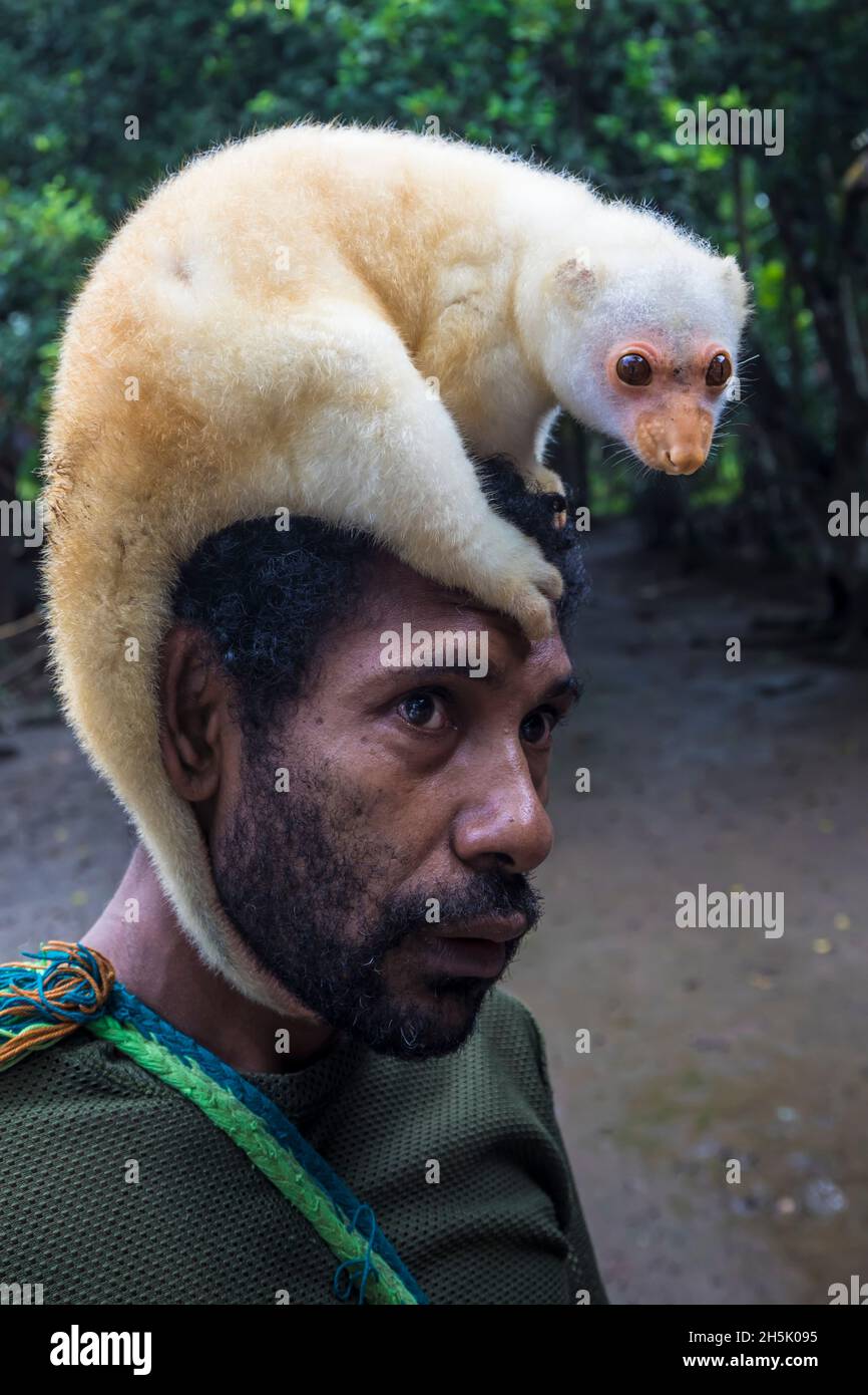 Mann mit Faultieren auf dem Kopf im Regenwald von Papua-Neuguinea; Madang, Provinz Madang, Papua-Neuguinea Stockfoto