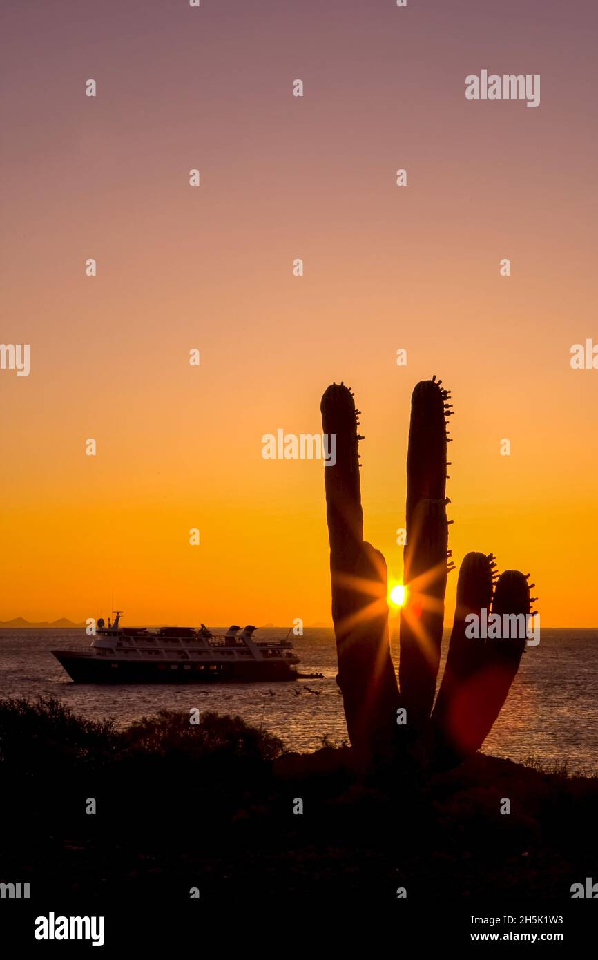 Ein Kaktus, der von der untergehenden Sonne umhüllt wird. Stockfoto