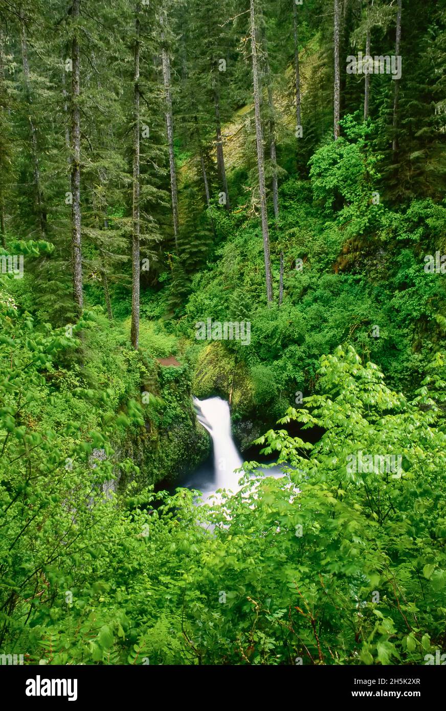 Punch Bowl Falls, Eagle Creek Columbia Gorge, Oregon, USA Stockfoto