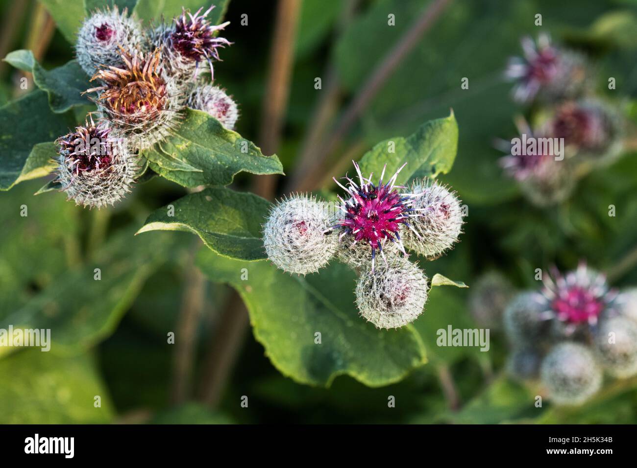 Blühendes Gras Woolly Burdock, Arctium tomentosum an einem Spätsommerabend in Estland, Nordeuropa. Stockfoto