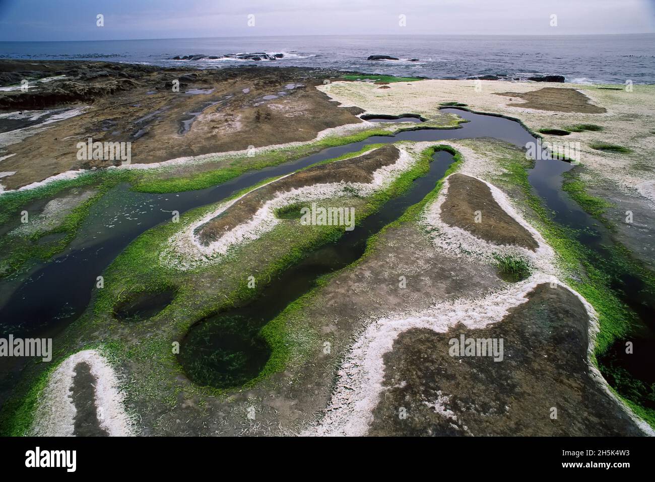 Algen und Gezeiten-Pools, Botanical Beach Provincial Park, Britisch-Kolumbien, Kanada Stockfoto