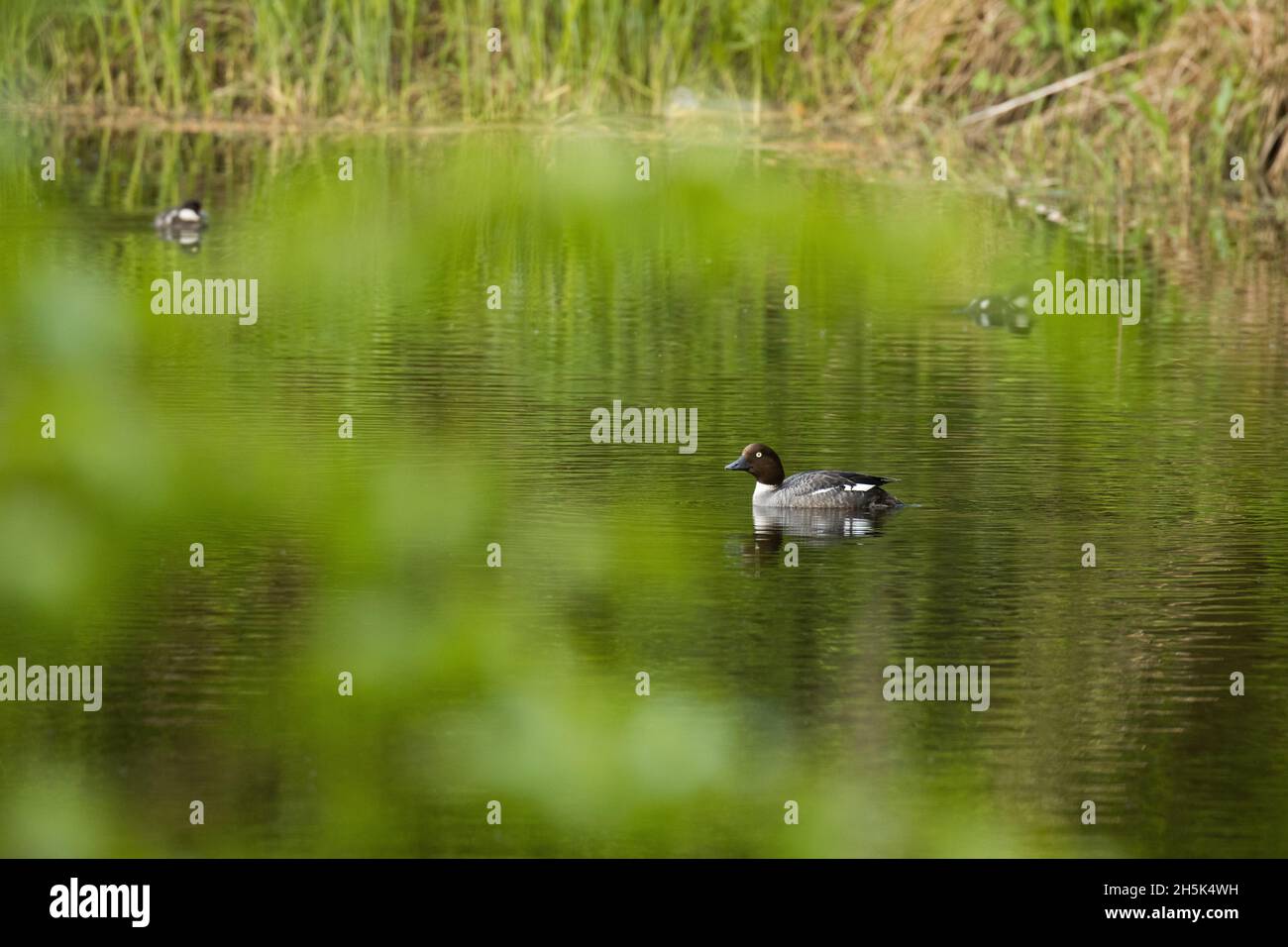 Weibliche Goldaugenente, Bucephala Clangula auf einem kleinen Teich in Estland. Stockfoto