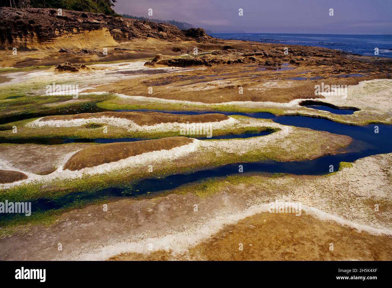 Algen und Gezeiten-Pools, Botanical Beach Provincial Park, Britisch-Kolumbien, Kanada Stockfoto