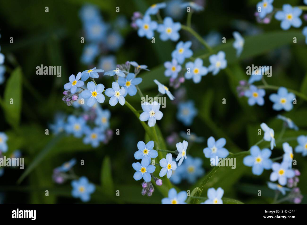 Winzige Blüten der alpinen vergessenen-mich-nicht-Blüte, Myosotis alpestris Blume in Estland, Nordeuropa. Stockfoto