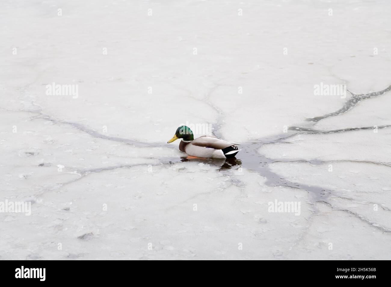 Ente auf gefrorenen Teich, Jericho Beach Park, Vancouver, Britisch-Kolumbien, Kanada Stockfoto