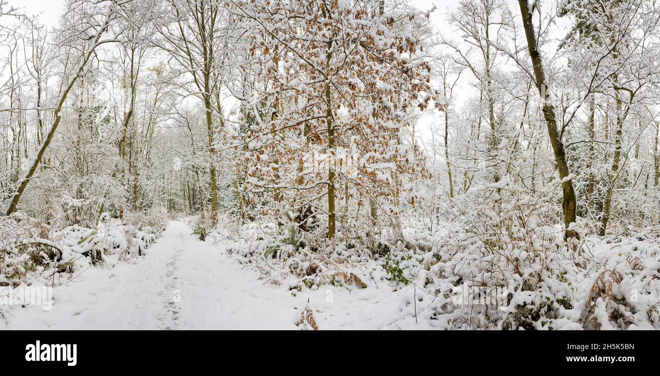 Frischer Schneefall, Pacific Spirit Regional Park, Point Grey, Vancouver, British Columbia Stockfoto