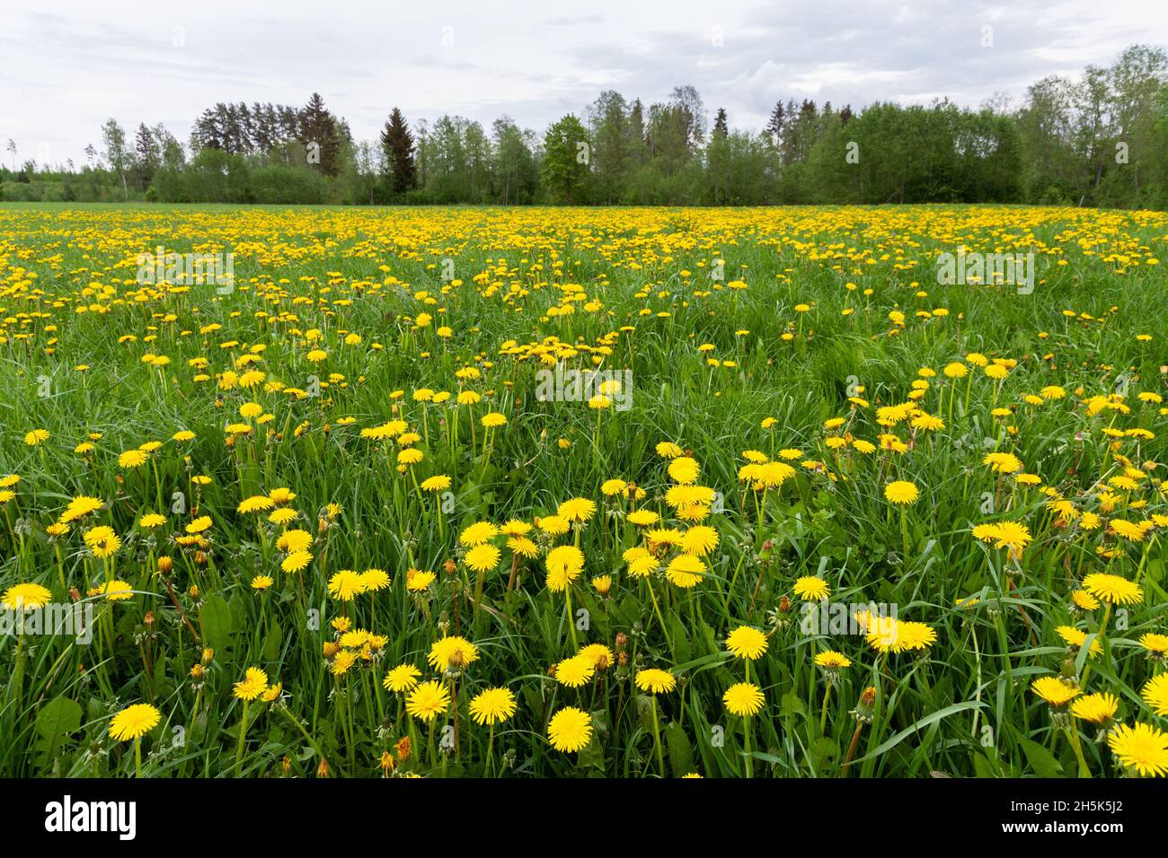 Frühlingsgrünland bedeckt mit blühenden, leuchtend gelben Löwenzahn, Taraxacum officinale Blüten. Erschossen in Estland, Nordeuropa. Stockfoto