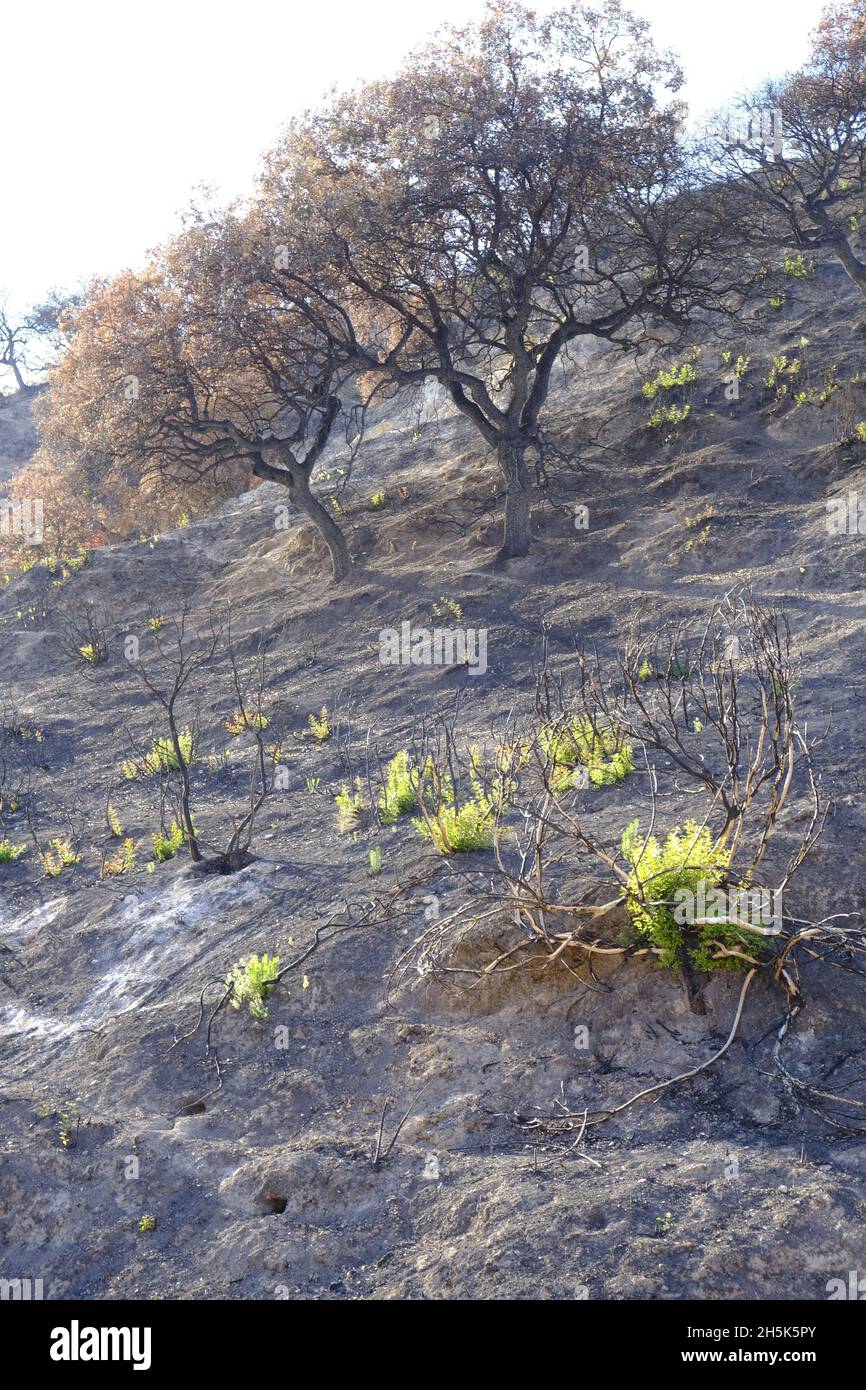 Waldbrandschäden und Regeneration von Pflanzen nach 3 Monaten in der Algar-Region des Naturparks Sierras Subbeticas, Andalusien, Spanien Stockfoto