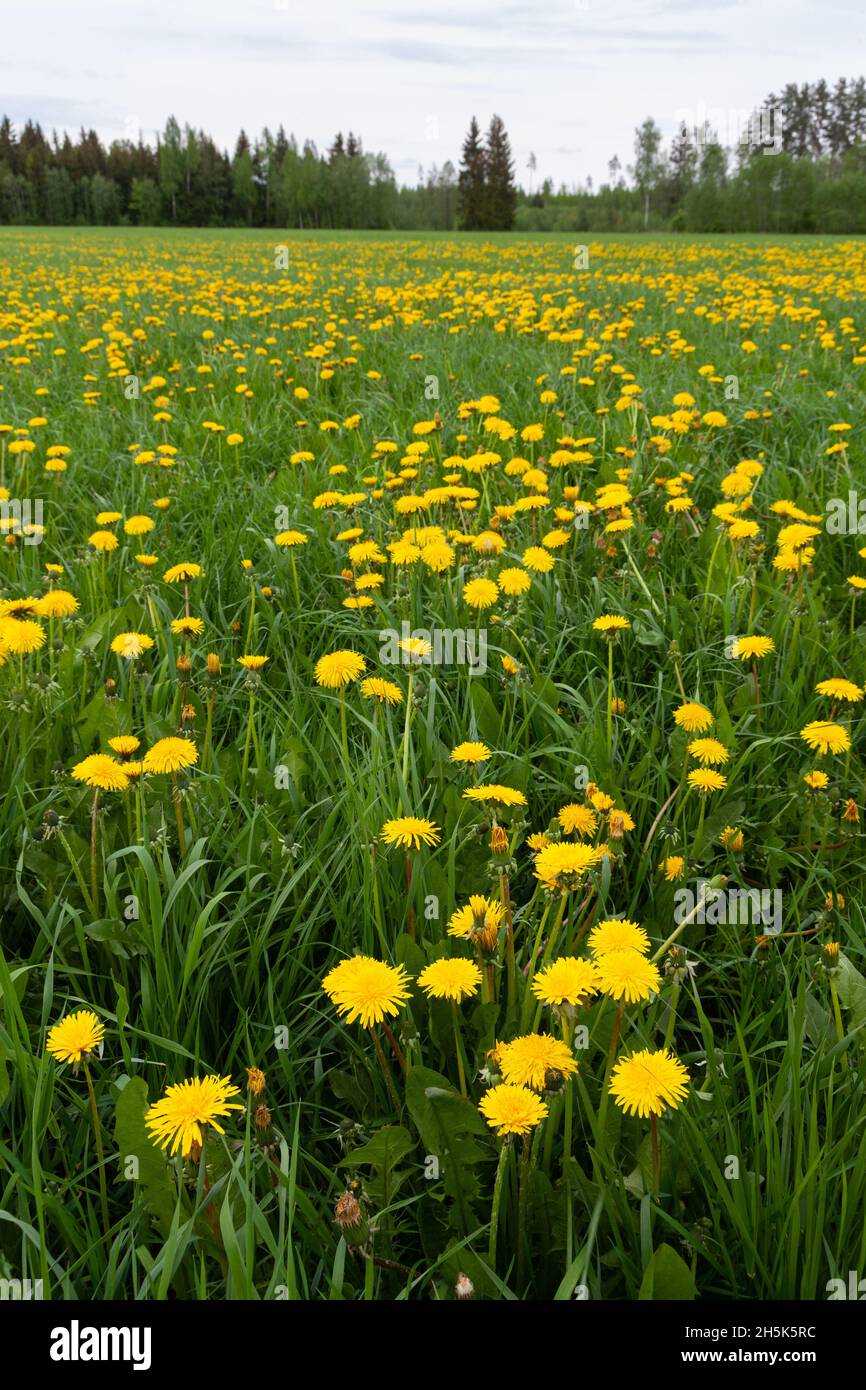 Frühlingsgrünland bedeckt mit blühenden, leuchtend gelben Löwenzahn, Taraxacum officinale Blüten. Erschossen in Estland, Nordeuropa. Stockfoto