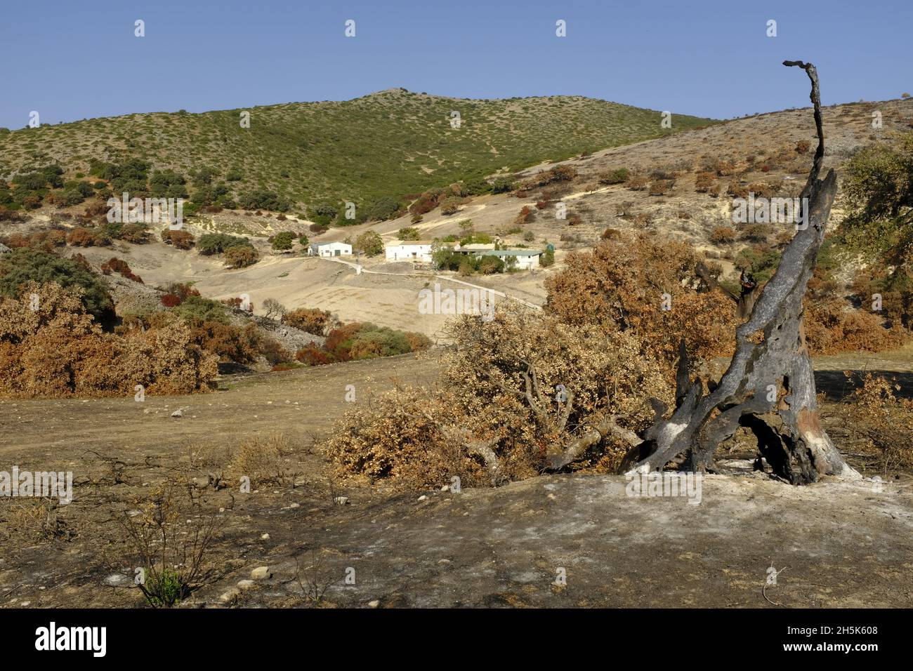 Überreste einer alten Holm-Eiche, die in einem Sommerwildfeuer zerstört wurde. Algar, Naturpark Sierras Subbeticas, Provinz Cordoba, Andalusien, Spanien Stockfoto