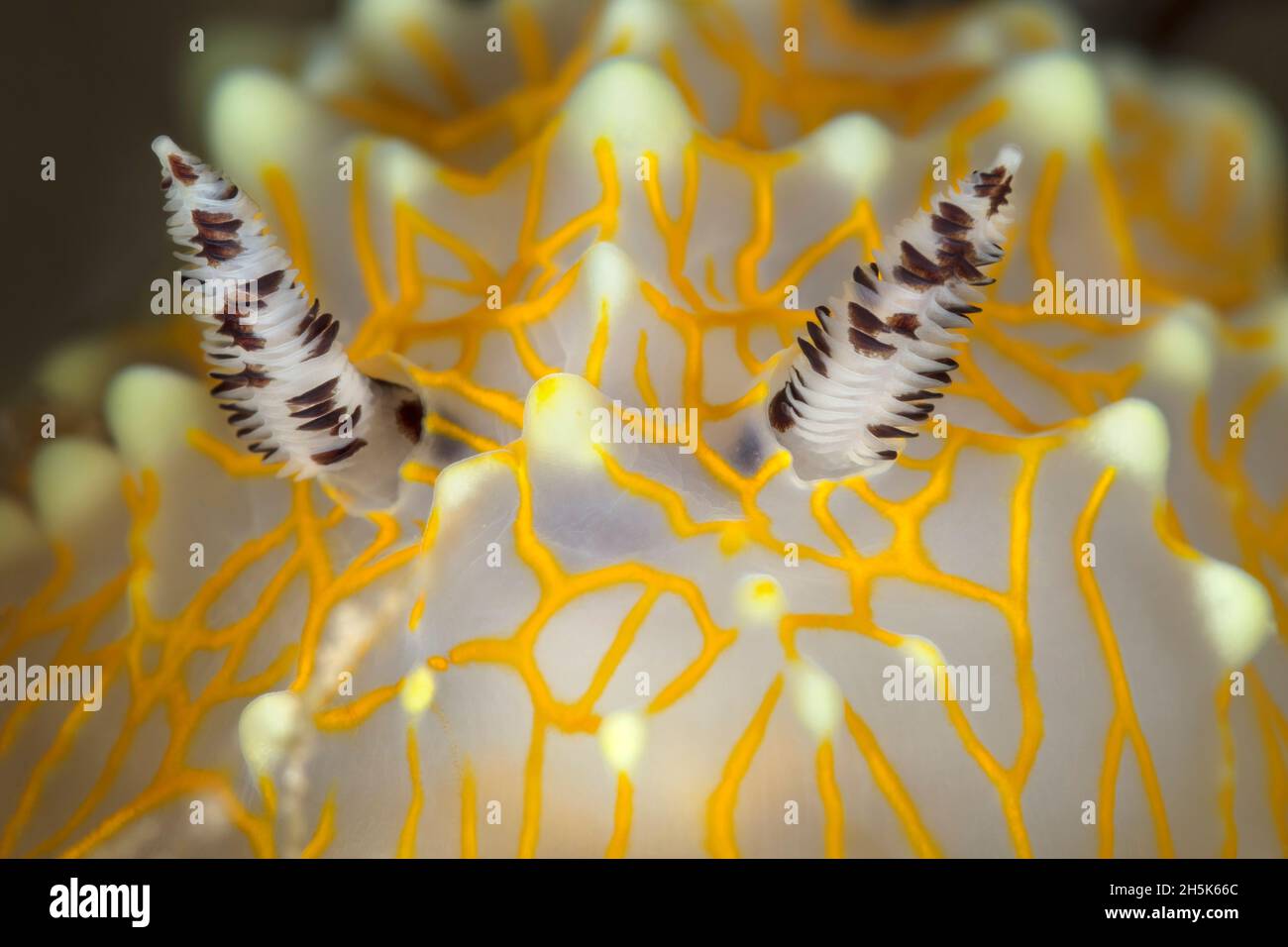 Nahaufnahme von Gold Lace Nudibranch (Halgerda terramtuentis) und gesprenkelten Rhinophores; Maui, Hawaii, USA Stockfoto