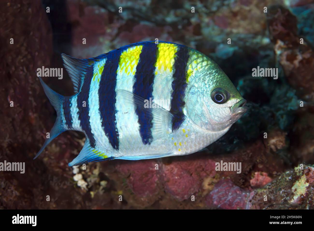 Nahaufnahme eines Indo Pacific Sergeant Fish (Abudefduf vaigiensis); Maui, Hawaii, Vereinigte Staaten von Amerika Stockfoto