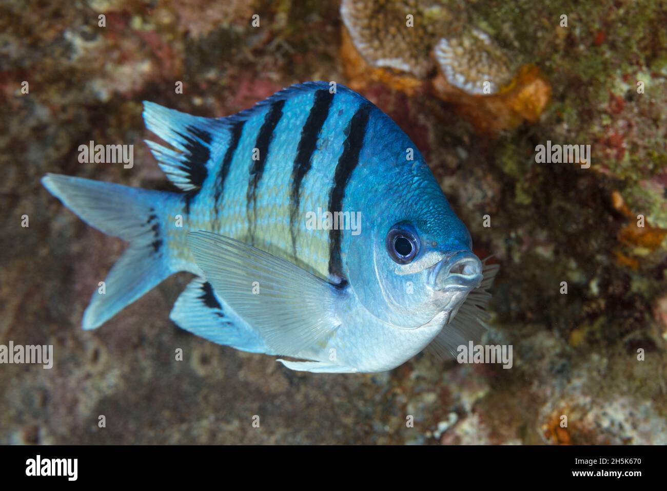 Nahaufnahme eines hawaiianischen Sergeantfish (Abudefduf abdominalis); Maui, Hawaii, Vereinigte Staaten von Amerika Stockfoto