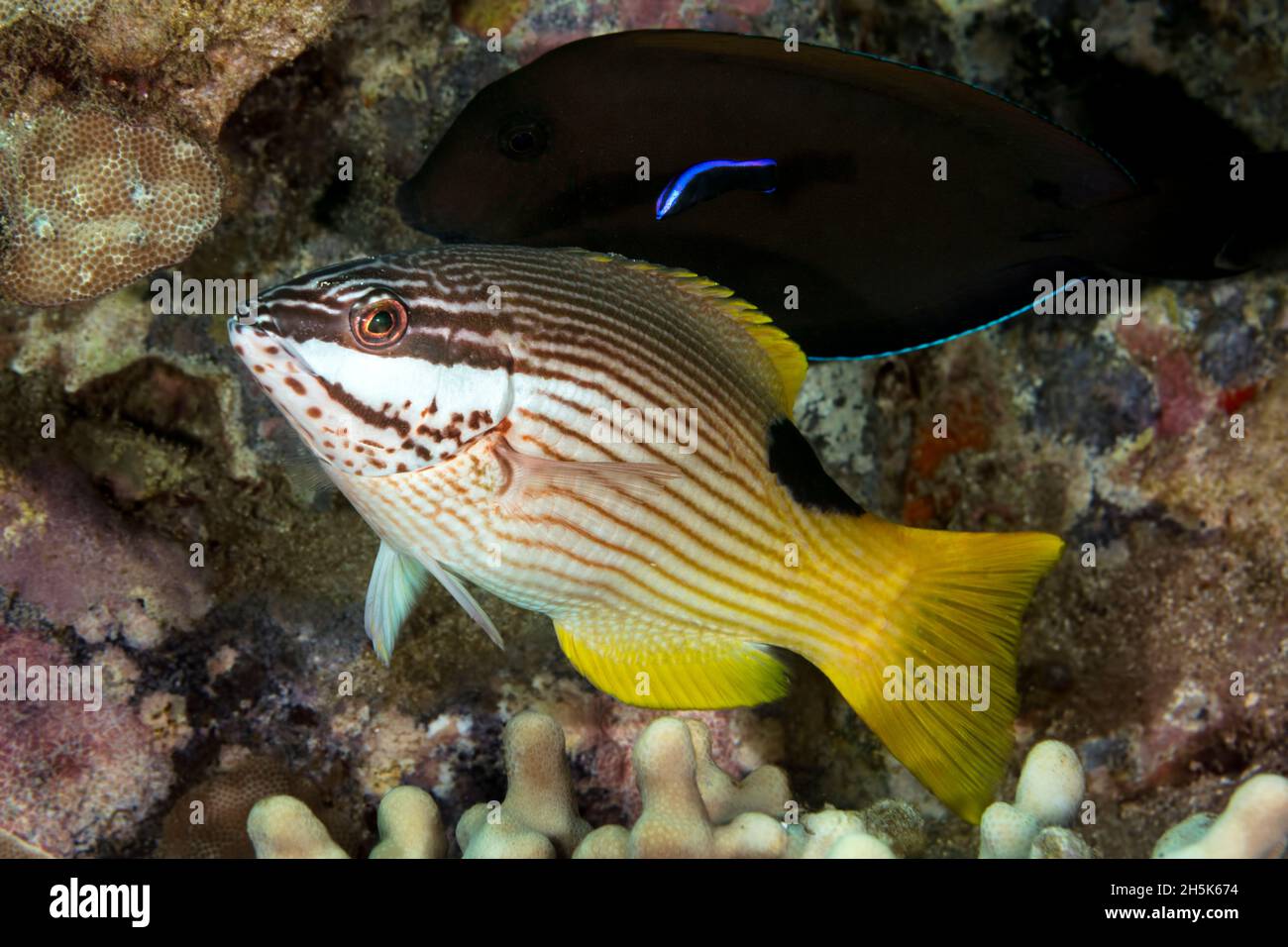 Selten gesehene reife endemische weibliche Hogfische (Bodianus albotaeniatus) mit endemischem Hawaiian Cleaner Wrasse (Labroides phthirophagus) Stockfoto