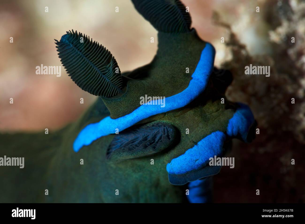 Nahaufnahme eines düsteren Nudibranch (Tambja morosa) mit seinen Strasshörner und hellblauen Bändern; Maui, Hawaii, USA Stockfoto