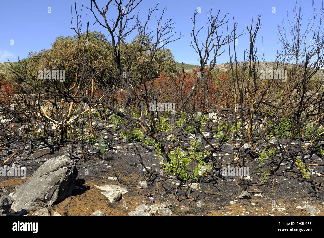Nachwachsen der Pflanzen 3 Monate nach einem Sommerwildfeuer in der Algar-Region des Naturparks Sierras Subbeticas, Provinz Cordoba, Andalusien, Spanien Stockfoto