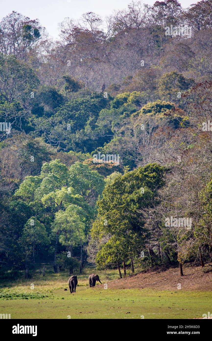 Elefanten (Elephas maximus) grasen im Periyar National Park und Wildlife Sanctuary; Kochi, Kerala, Indien Stockfoto