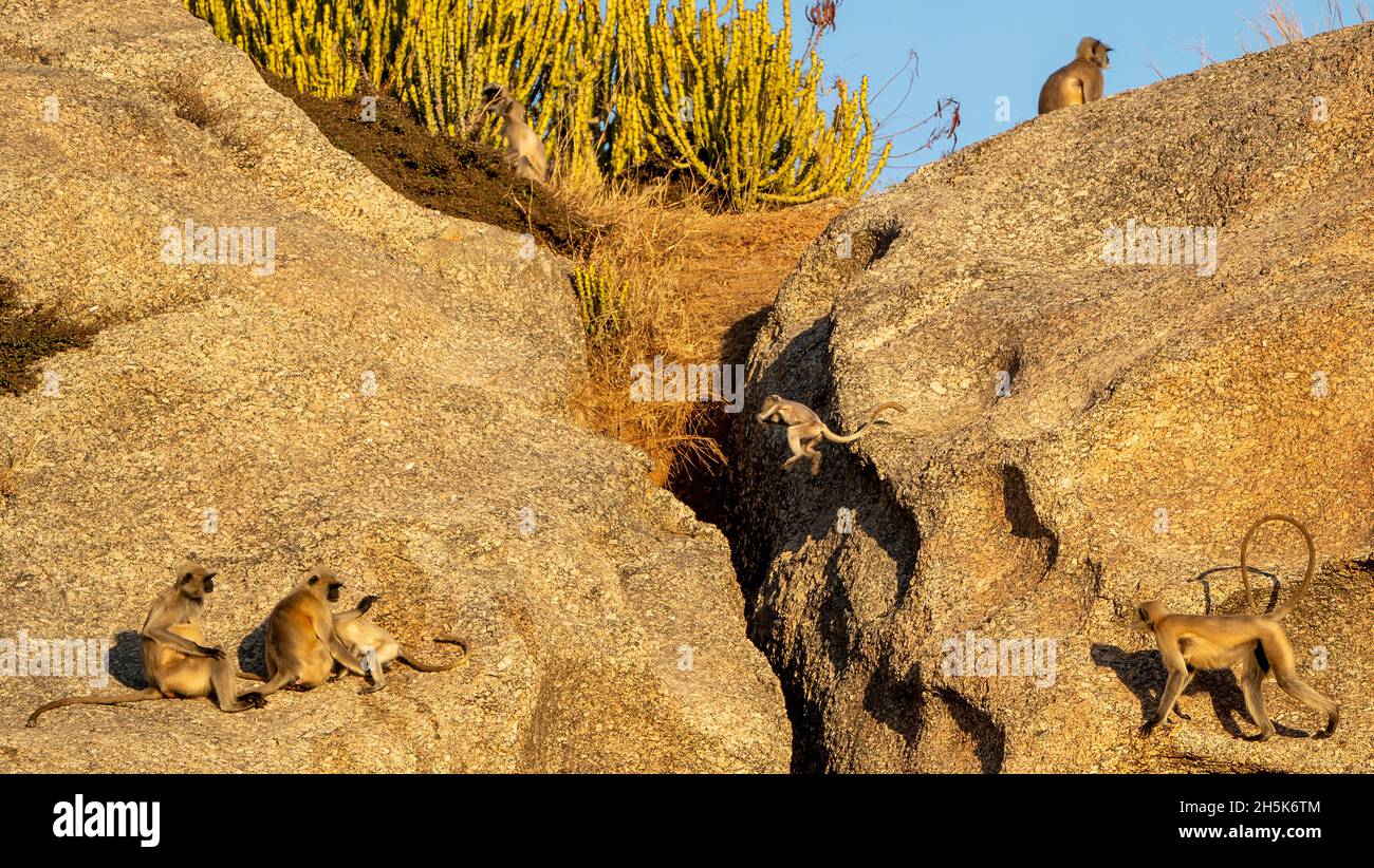 Truppe von Langur-Affen (Semnopithecus) auf einem großen Felsen in den Aravali Hills in der Pali-Ebene von Rajasthan; Rajasthan, Indien Stockfoto