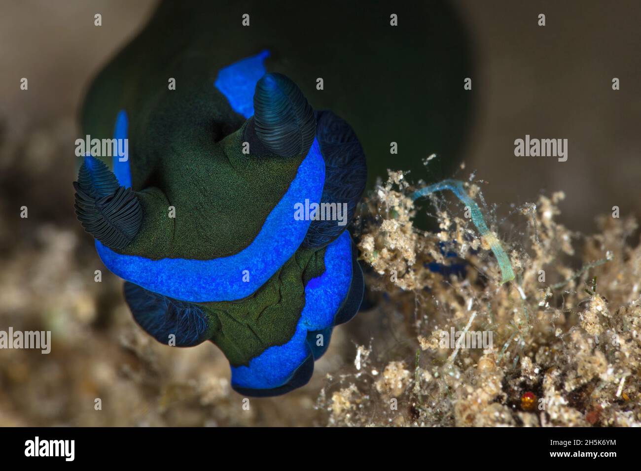 Nahaufnahme, Vorderansicht eines düsteren Nudibranch (Tambja morosa) mit seinen Rhinophoren und hellblauen Bändern, Maui; Hawaii, Vereinigte Staaten von Amerika Stockfoto
