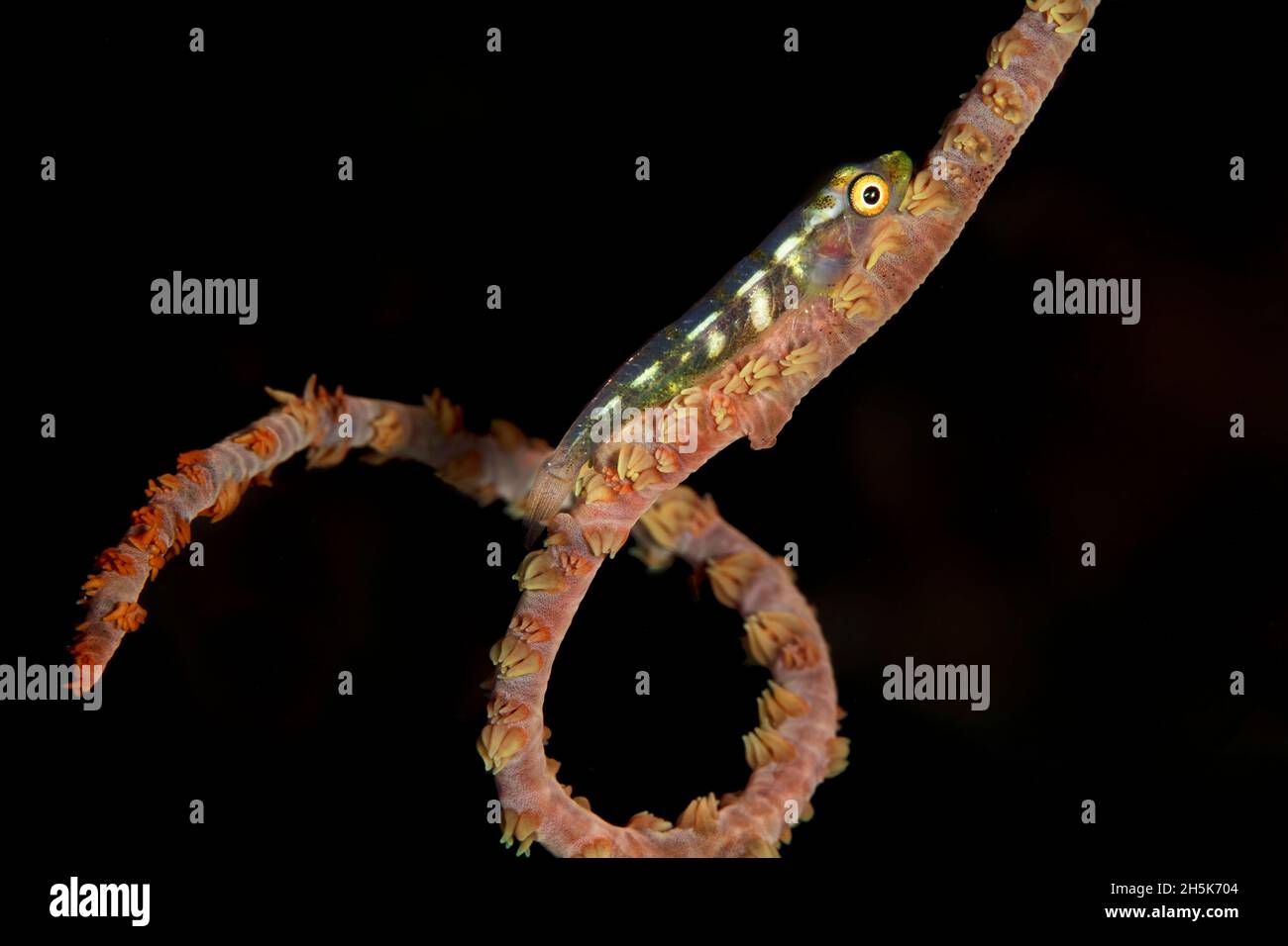 Ein winziger, 1-Zoll-Zwergfisch (Gobiidae) sitzt auf einer spiralförmigen Drahtkoralle (Cirrhipathes) mit schwarzem Hintergrund; Maui, Hawaii, Vereinigte Staaten von Amerika Stockfoto