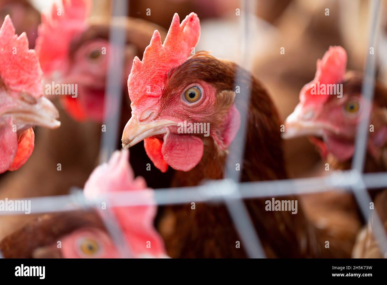 Hühner (Gallus gallus domesticus) in einem Hühnerstall mit Schwerpunkt auf einem Hühnchen auf der Rondriso Farm in Surrey, British Columbia, Kanada Stockfoto