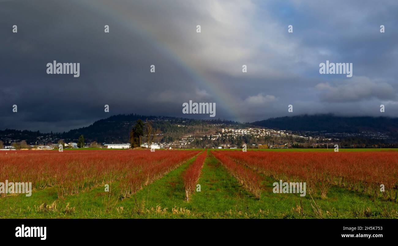 Ackerland mit Gehölzpflanzen in Reihen und einem Regenbogen über den Häusern und Hügeln; Abbotsford, British Columbia, Kanada Stockfoto