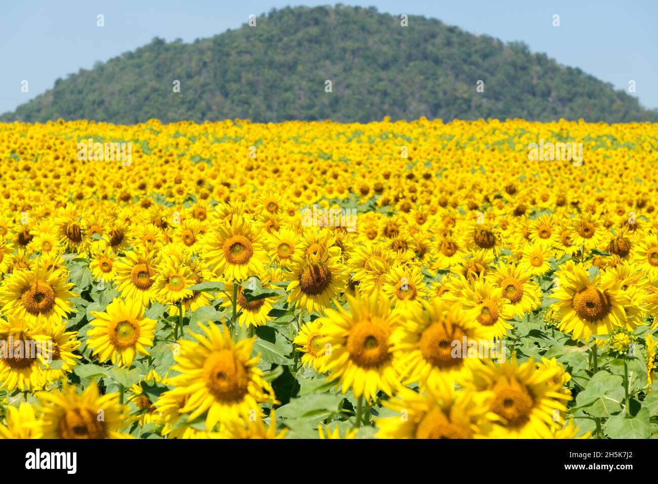 Ein blühendes Sonnenblumenfeld in der ländlichen Farm auf dem Hügel gelegen, hell und frisch für Reisende unter dem klaren blauen Himmel im Sommer, fro Stockfoto