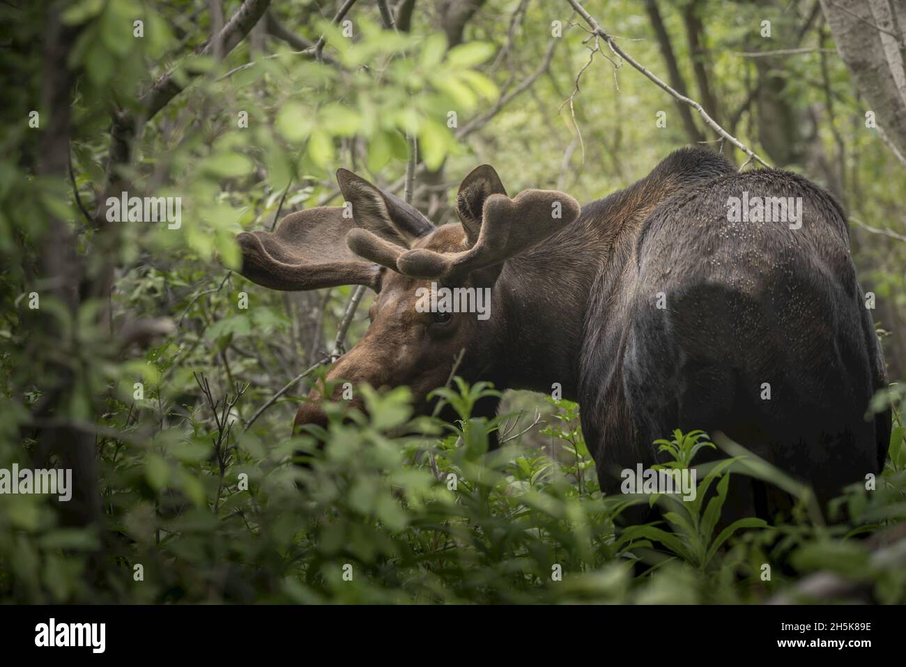 Bullenelch (Alces alces), der im Wald am Anfang des wachsenden Geweihstacks steht und über die Schulter zurück auf die Kamera blickt Stockfoto