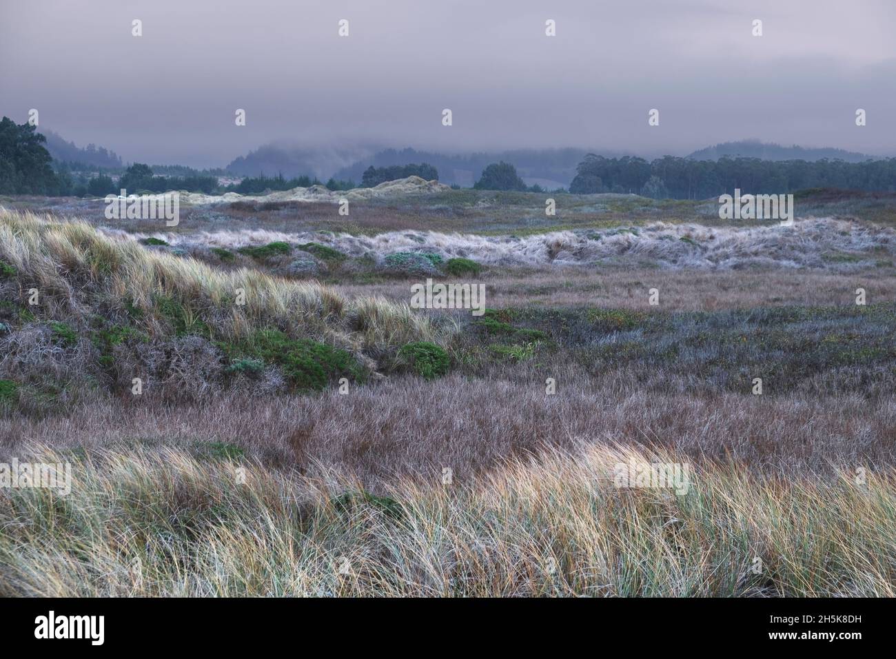 Küstendünen und Gräser unter stürmischem Himmel entlang der Nordküste von Santa Cruz; Santa Cruz, Kalifornien, USA Stockfoto
