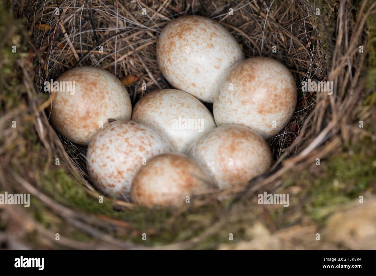 Rotkehlchen, Nest, Gelege, Eier, Ei, Erithacus rubecula, Rotkehlchen, Rotkehlchen, Nest, Eier, Eier, Le Rouge-Gorge Familier Stockfoto